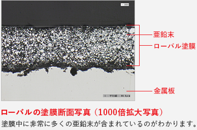 ローバルの塗膜断面写真 （1000倍拡大写真） 塗膜中に非常に多くの亜鉛末が含まれているのがわかります。