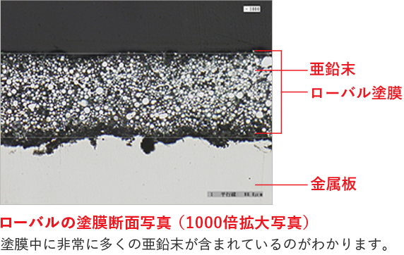 ローバルの塗膜断面写真 （1000倍拡大写真） 塗膜中に非常に多くの亜鉛末が含まれているのがわかります。